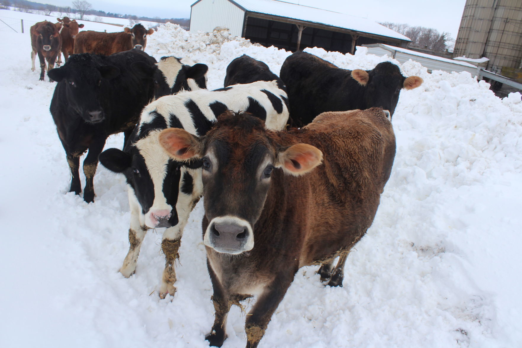 Ken Hegeman's cattle